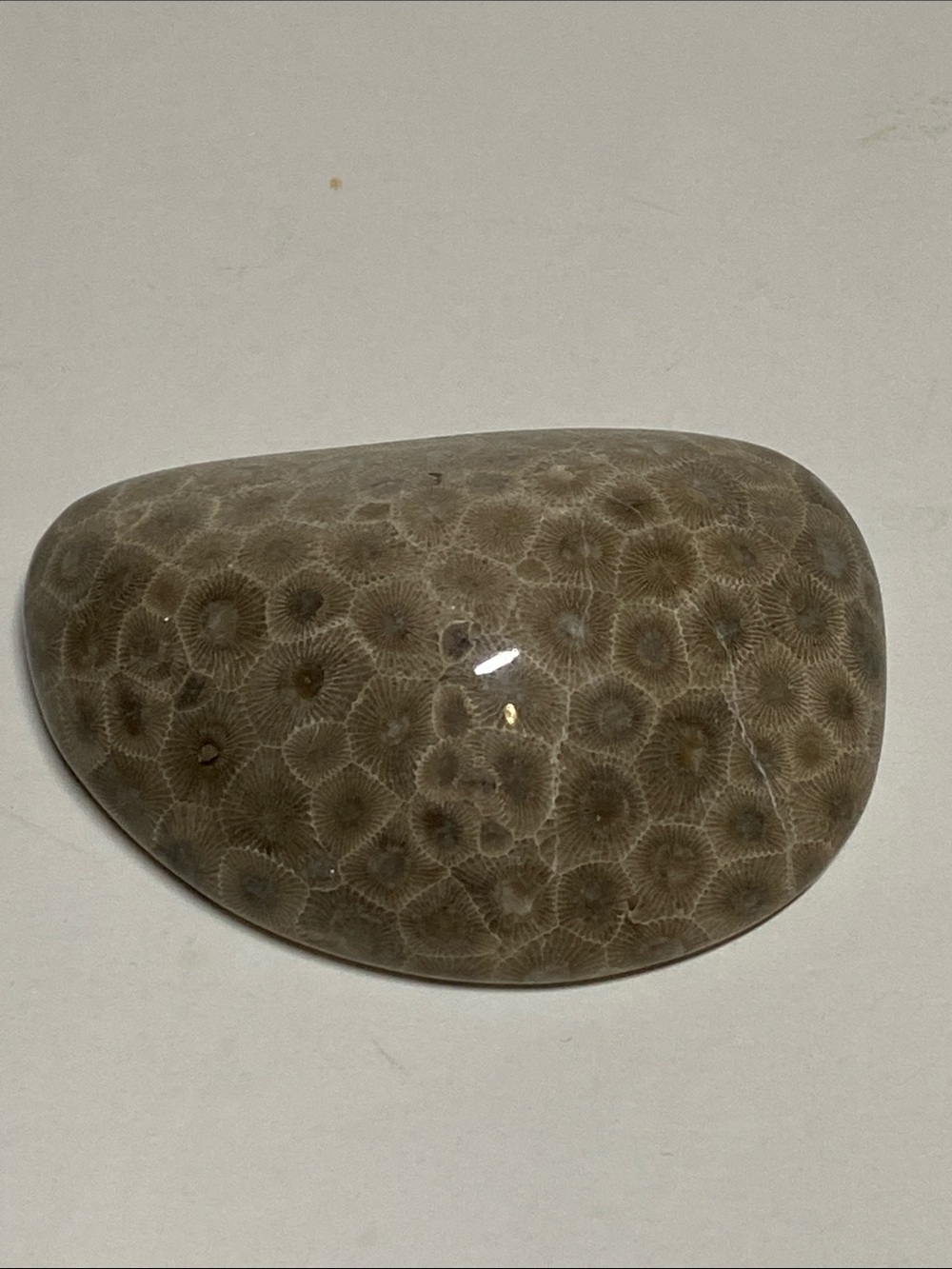 Polished Petoskey Stone Coral Lake Michigan Shoreline Rock 7.4 oz